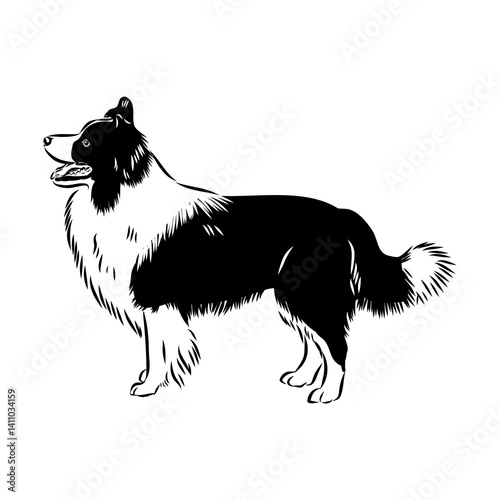Border Collie Dog Vector isolated on white background, Dog Silhouettes.