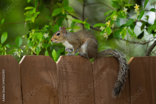 Squirrel on fence