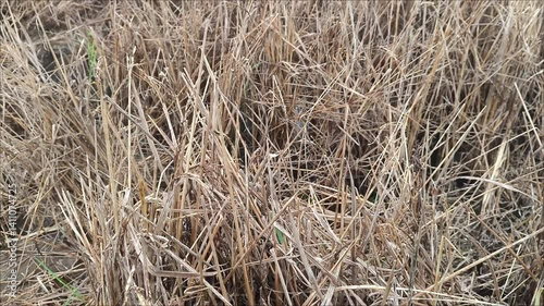 Drought hit rice fields due to the dry season