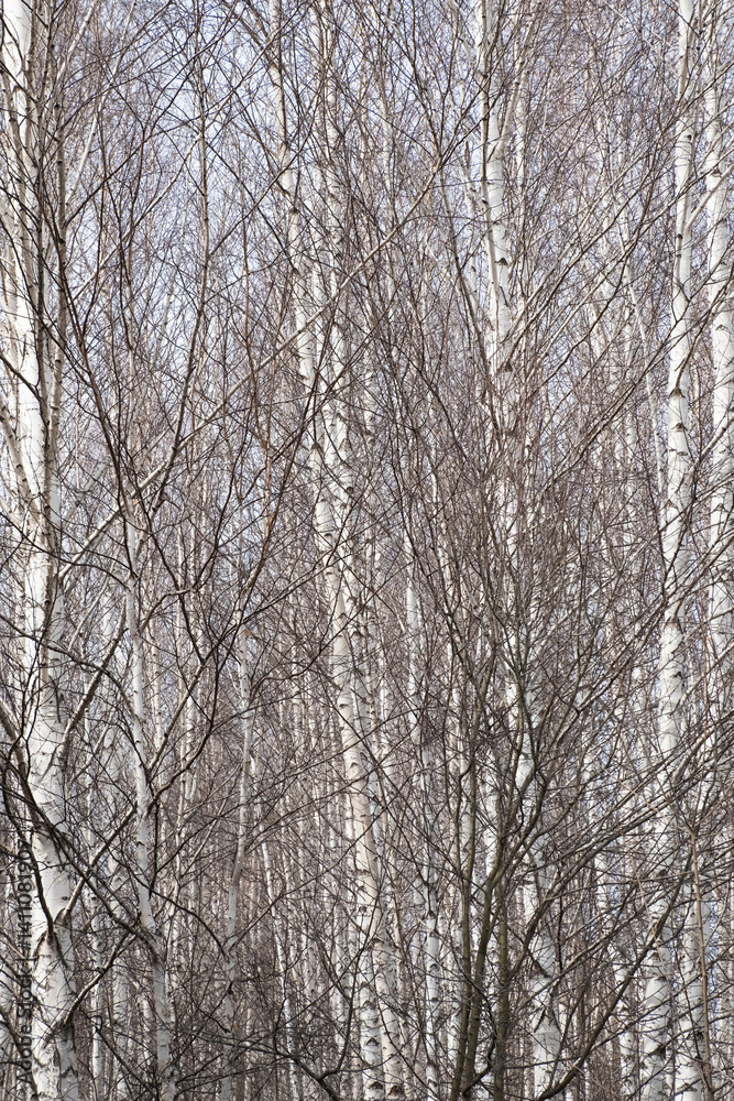 Leafless Birch Tree Trunks and Branches Create Abstract Pattern. Natural Forest Texture for Background Design. Leafless Birch Tree Trunks and Branches Create Abstract Pattern. Natural Forest Texture for Background Design.