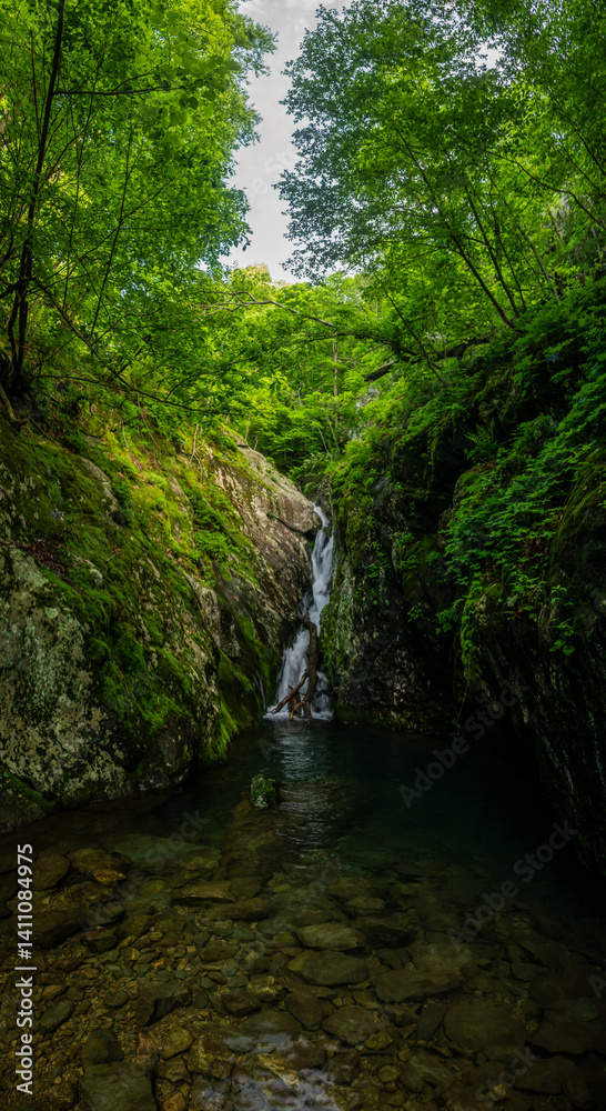 Tall Cedar Run Falls Drops Below Rocks into Pool