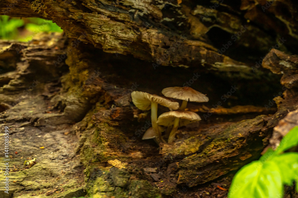 Three Tiny Mushroom Grow in Cracks of Fallen Tree