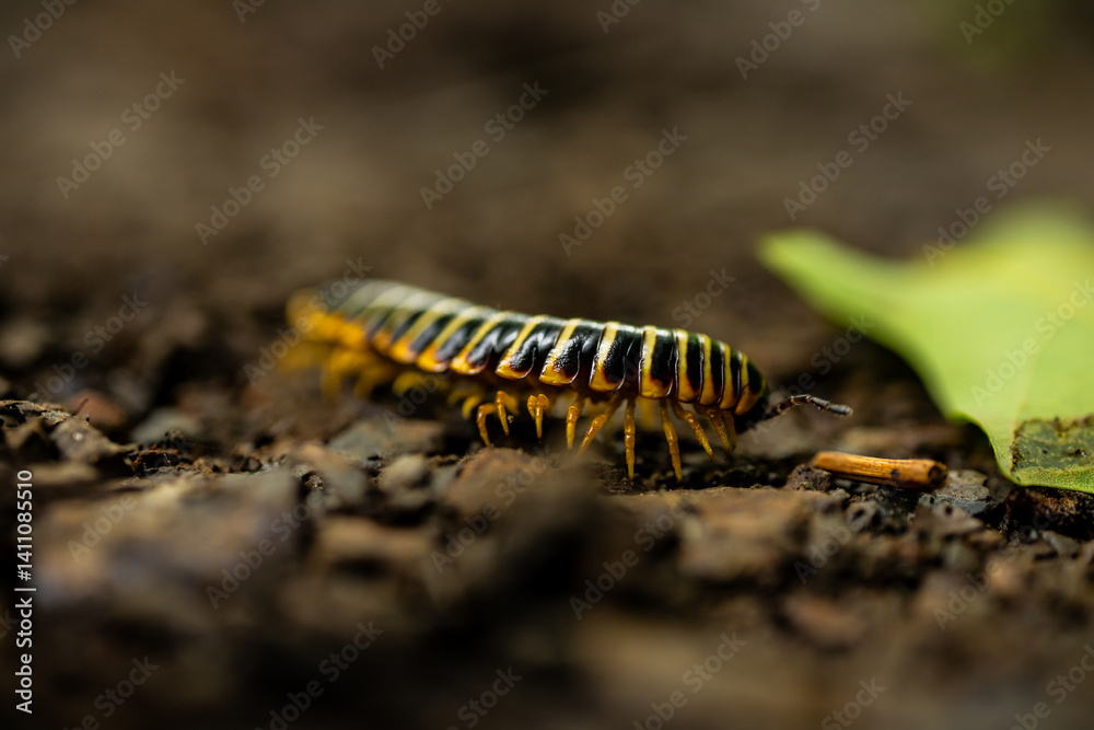 Tiny Legs of Centipede Crawling Along Dirt Trail