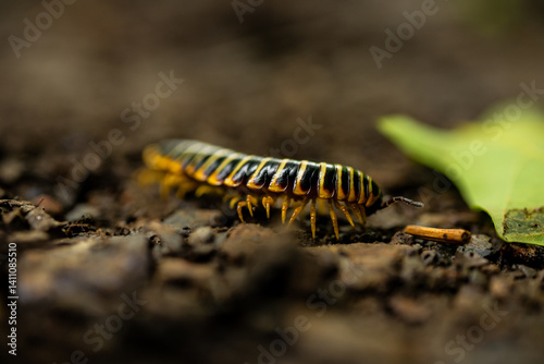 Obraz na płótnie Tiny Legs of Centipede Crawling Along Dirt Trail w salonie