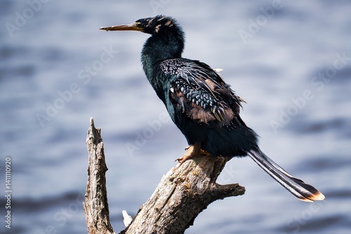 Anhinga perched on a limb to dry