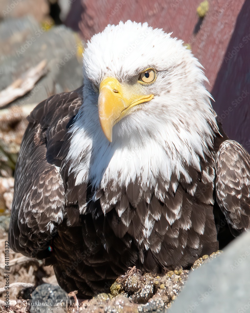 Obraz premium Majestic Bald Eagle in Natural Habitat Captured with High-Detail Clarity for Wildlife Photography Enthusiasts