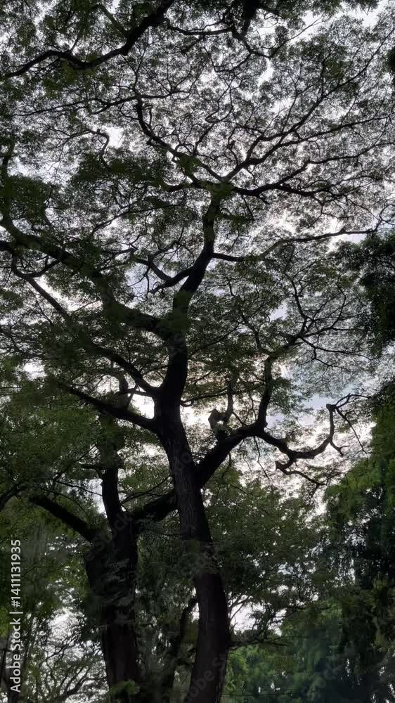 Natural view of trees in the forest. Green trees background. Natural view of trees in the forest. Green trees background.