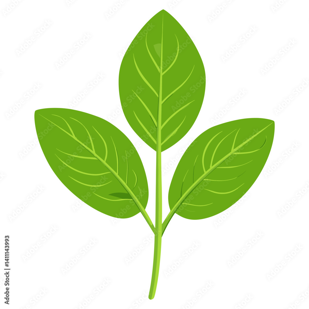 Fototapeta premium Green oregano leaf illustration eco-friendly botanical vector
