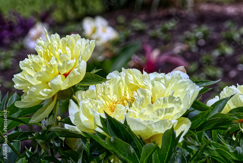 Big yellow rhodies in the sun, Rhody park, Lakeshore park, Mississauga, ON