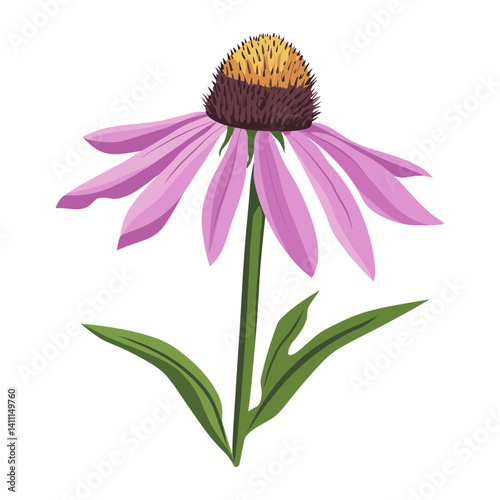 A purple Coneflower wildflower clip art illustration design asteraceae vector