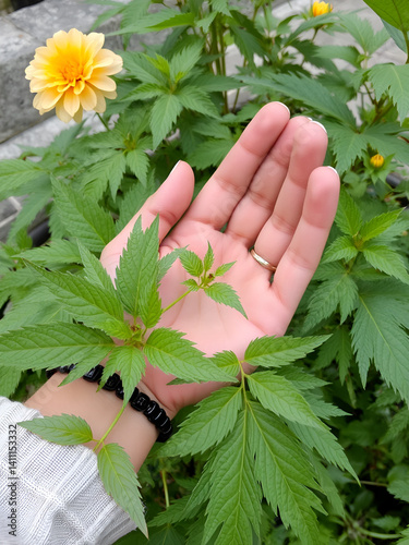 hemphand