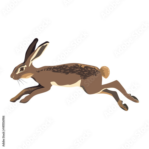 Polish Rabbit illustration animal vector vector