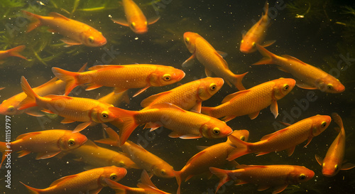 Swimming Fish School in Freshwater Pond with Aquatic Plants