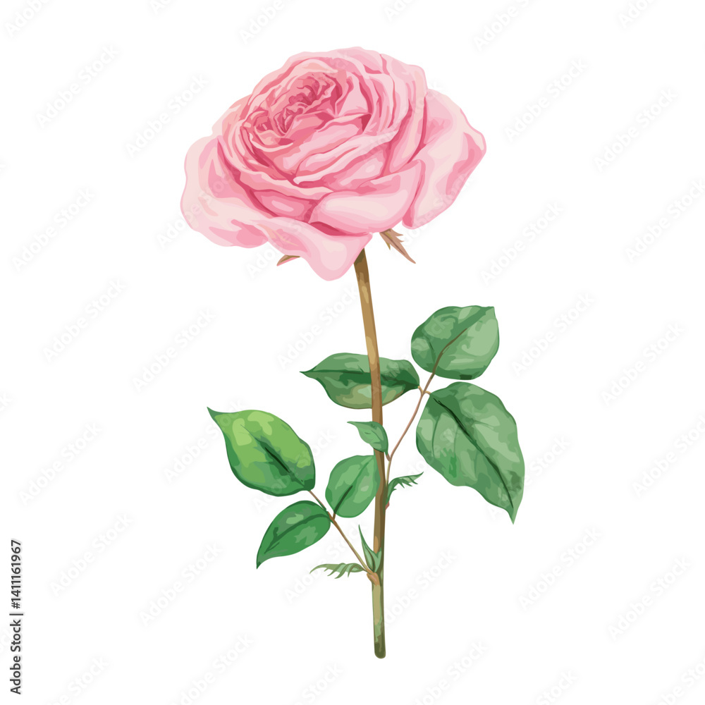 Fototapeta premium Pink Rose rose illustration watercolor vector