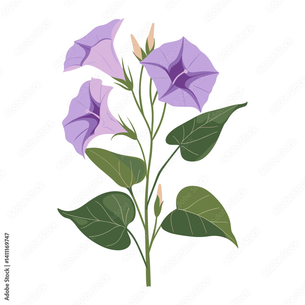 Obraz premium Morning glory flowers illustration acanthaceae botanical vector