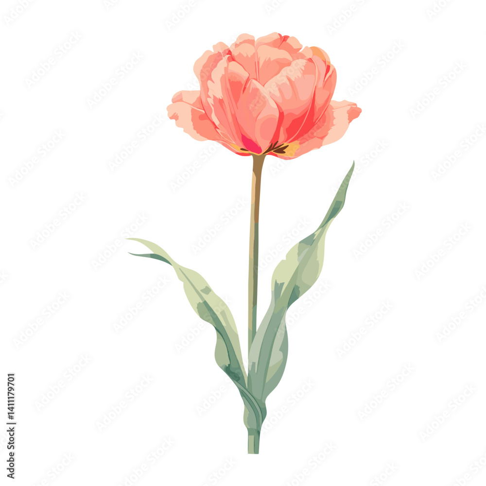 Obraz premium Bright red Tulip tulip illustration watercolor vector