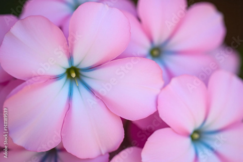 bunch of pink flowers in a vase on a table