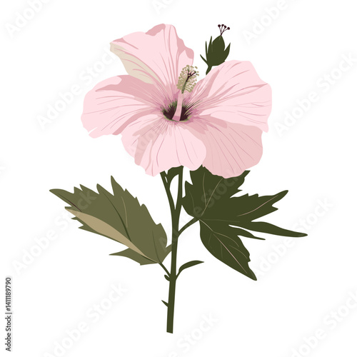 Pink hibicus flower illustration hibiscus plant vector