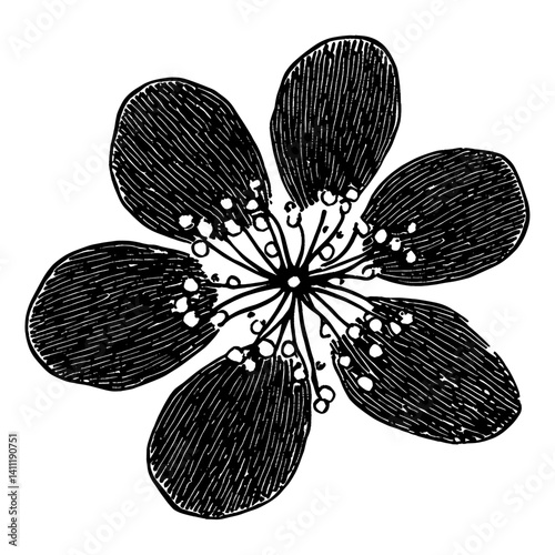 Cherry blossom flower illustration drawing sketch vector
