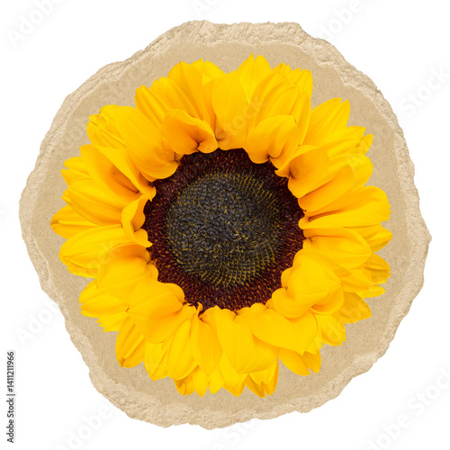 Obraz na płótnie Sunflower png sticker, ripped paper transparent background w salonie