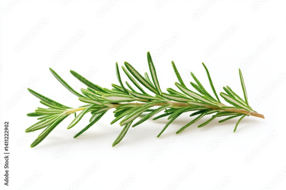 A single sprig of rosemary with needle like leaves on a plain background A single sprig of rosemary with needle like leaves on a plain background