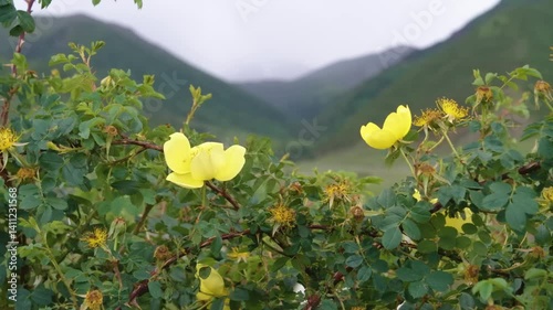 4K footage of Rosa 'Harison's Yellow', a historic rose cultivar known as the Yellow Rose of Texas, blooming in full sunlight with vibrant yellow petals.