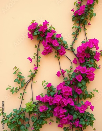 Beige wall corner adorned with vibrant bougainvillea vines twisting and climbing, foliage, botany, detail