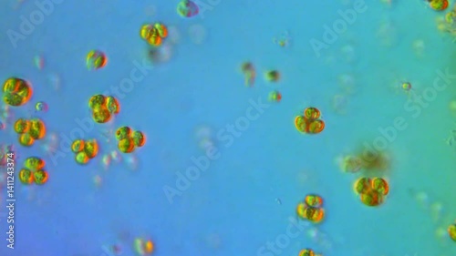 Algae cells in algal bloom under high contrast microscope