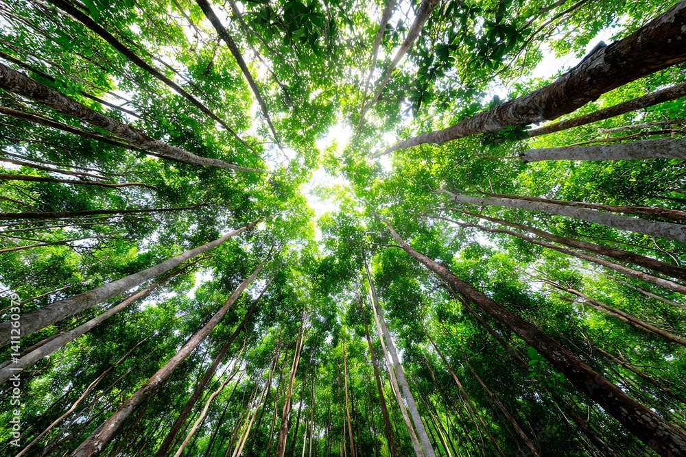 Looking up at a lush green forest canopy with tall trees and sunlight filtering through Looking up at a lush green forest canopy with tall trees and sunlight filtering through