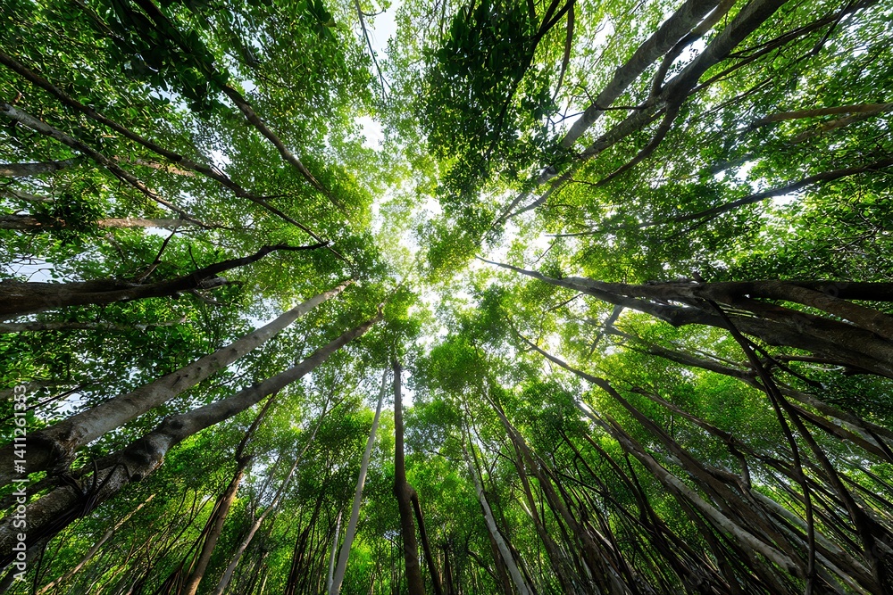 Looking up at a lush green forest canopy with tall trees and sunlight filtering through Looking up at a lush green forest canopy with tall trees and sunlight filtering through