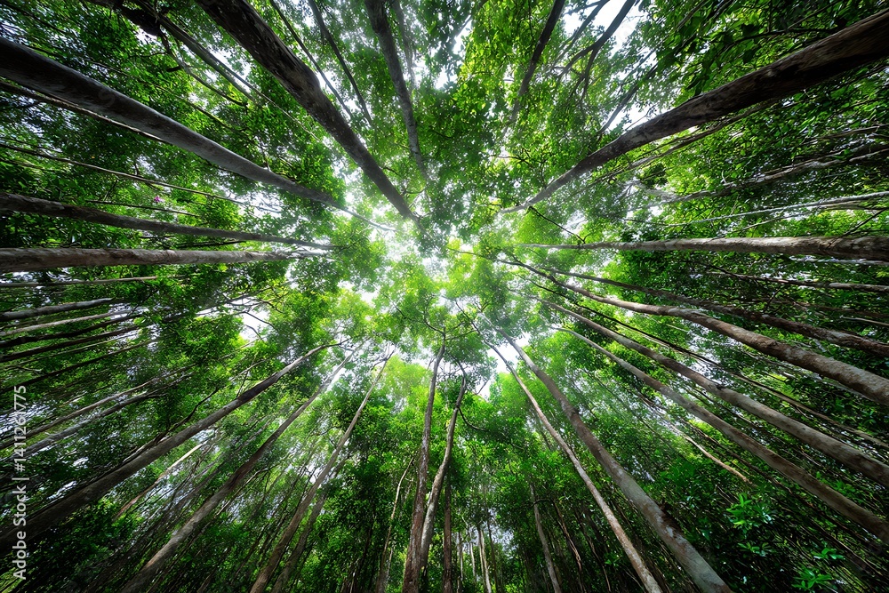 Looking up at a lush green forest canopy with tall trees and sunlight filtering through Looking up at a lush green forest canopy with tall trees and sunlight filtering through