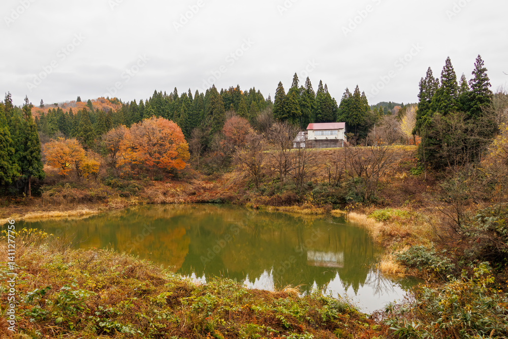 Fototapeta premium 水鳥が泳ぐ美しい池。 十日町の山奥の鄙びた温泉地の里山の風景。 美しい棚田も特徴的。 あいにくの小雨交じりだが、しっとりと雪国特有の雰囲気がある。 晩秋なので各所で紅葉が見られる。 新潟県十日町市 - 2024年12月1日