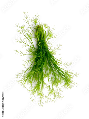 Fresh green dill with feathery fronds isolated on white background reflected