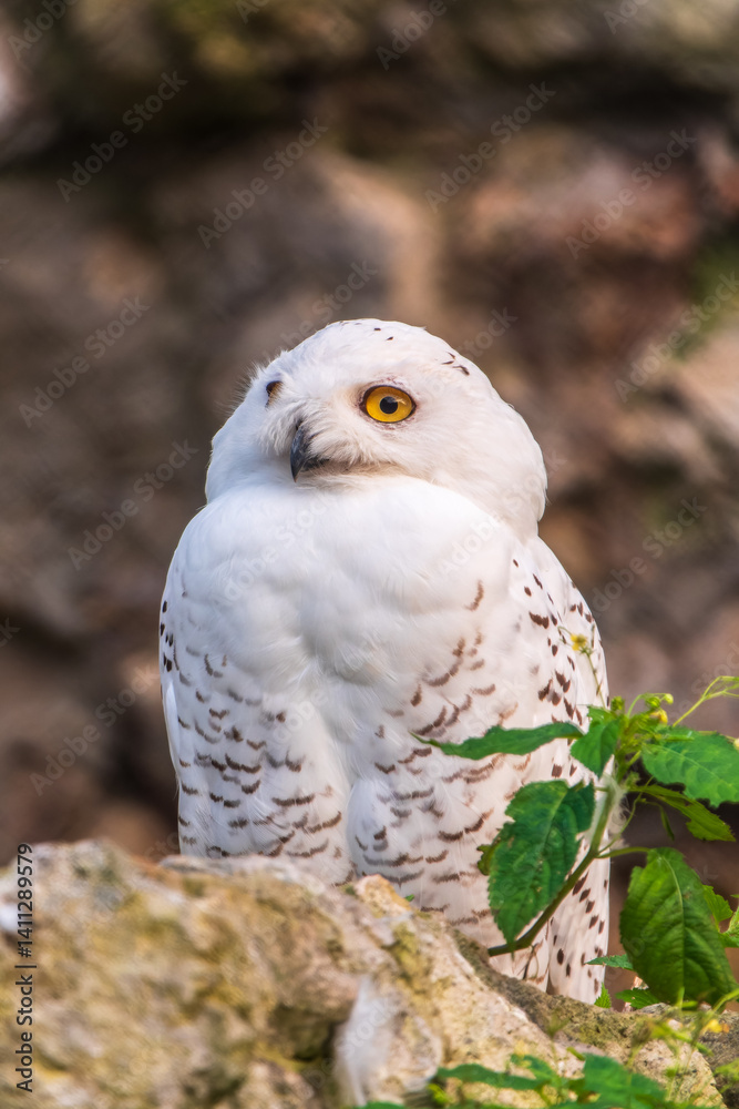 Obraz premium A snowy owl sits on a rock cliff.