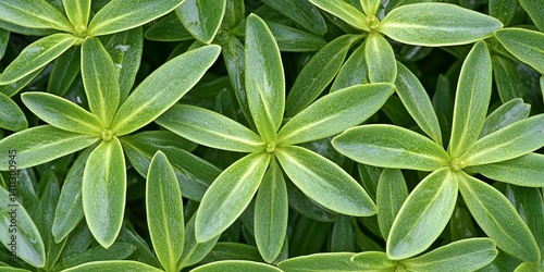 Lush Green Leaf Texture Background Vibrant Nature of Fresh Foliage