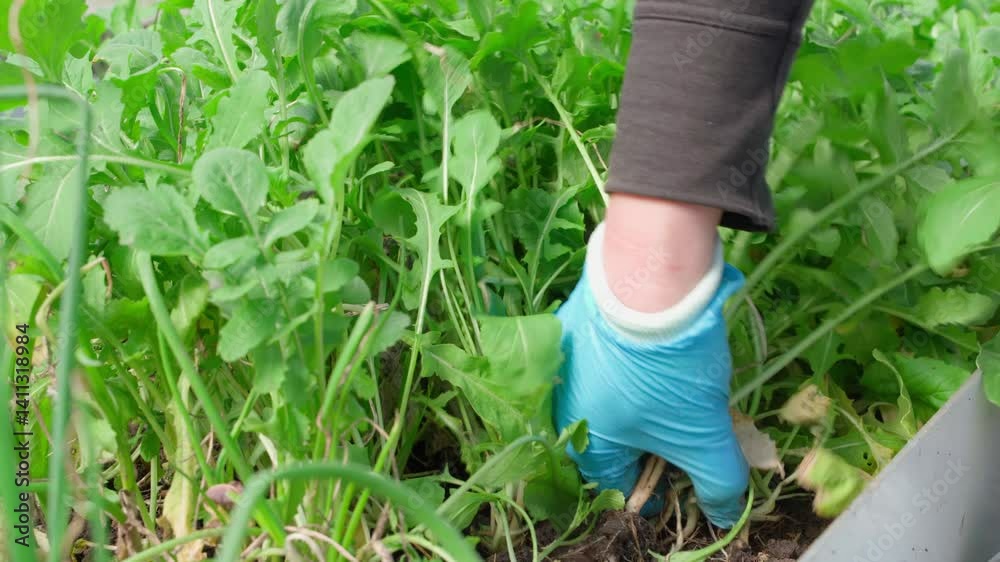 A woman's hand in a blue rubber glove harvests green salads from a bed in a greenhouse in spring, close-up A woman's hand in a blue rubber glove harvests green salads from a bed in a greenhouse in spring, close-up