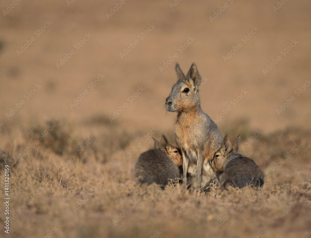 Fototapeta premium mara patagonica