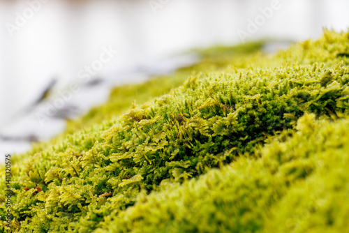 Photography 参道の杉並木。
地面には緑の苔がびっしり繁茂している。
神秘的で美しい神宮寺。
茅葺き屋根の本堂と緑が美しい苔むした境内と杉の大木林が印象的。
冬季に訪れたので