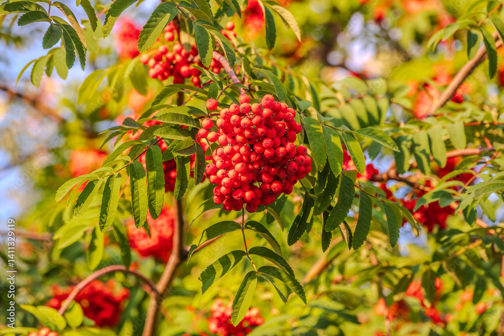 Autumn bright red rowan berries with leaves Autumn bright red rowan berries with leaves