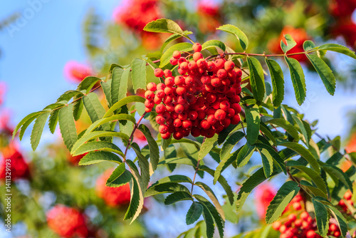 Autumn bright red rowan berries with leaves