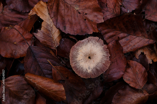 Top of mushroom in brown leaves