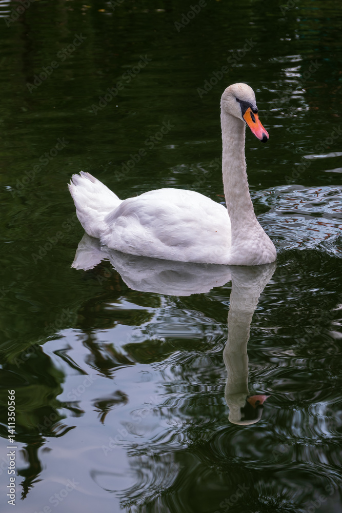 Naklejka premium A graceful white swan swimming on a lake with dark water. The white swan is reflected in the water