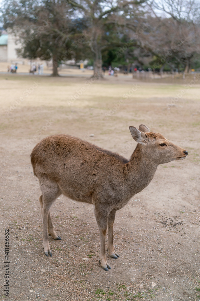 Fototapeta premium little deer walking in Nara Park in Japan.
