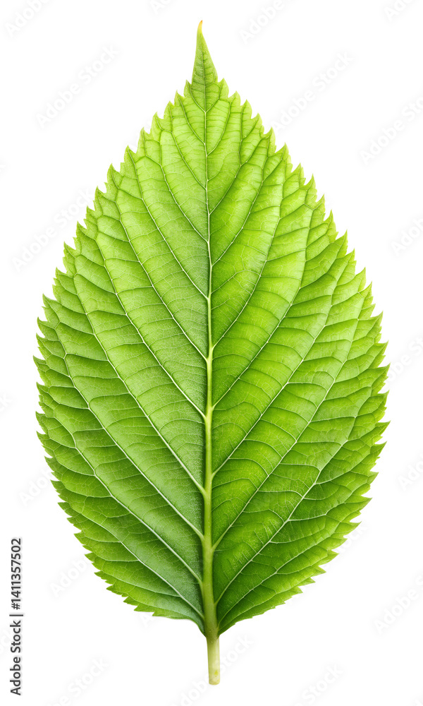 Fototapeta premium single green leaf 