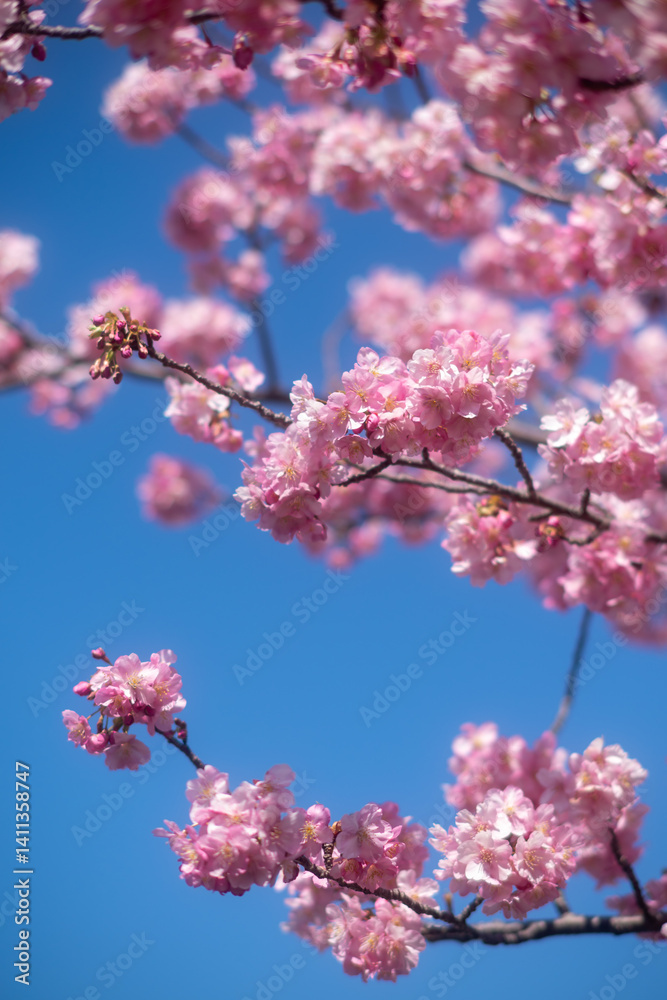 Early blooming cherry trees in full bloom along the river, Kawazu, Shizuoka, Japan, kawazu cherry blossom festival Early blooming cherry trees in full bloom along the river, Kawazu, Shizuoka, Japan, kawazu cherry blossom festival