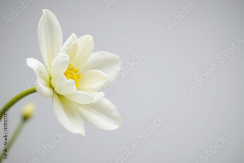 close up of a white flower on a branch