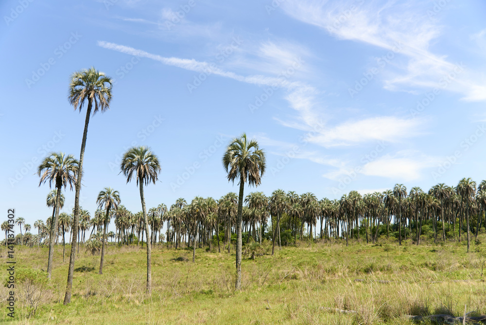 Tropical landscape, El Palmar National Park, in Entre Rios, Argentina, a protected area where the endemic Butia yatay palm tree is found. Concepts: ecotourism, protection of flora native species. Tropical landscape, El Palmar National Park, in Entre Rios, Argentina, a protected area where the endemic Butia yatay palm tree is found. Concepts: ecotourism, protection of flora native species.