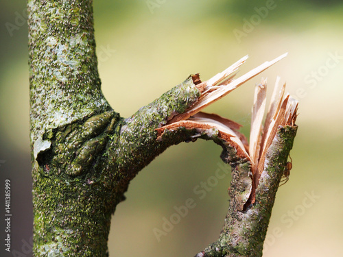 Broken branch