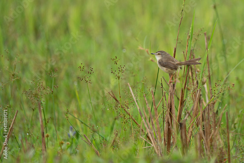 plain prinia Early spring morning, a bird sits on a branch
