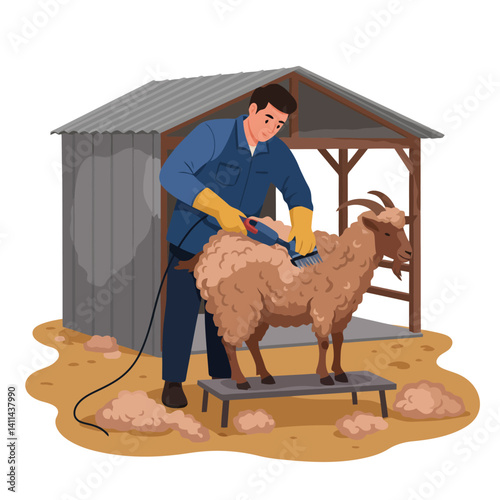 Shearing Goat on Platform Under Shed